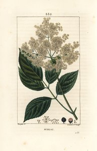 Stort fläder eller svart fläder - Vanligt fläderträd, Sambucus nigra. Handkolorerad kopparstick av Lambert Junior från en teckning av Pierre Jean-Francois Turpin från Chaumeton, Poiret och Chamberets "" La Flore Medicale,"" Paris, Panck av Pierre Jean Francois Turpin