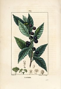 Lagerträd, Laurus nobilis, med blad, bär och frö. Handkolorerad kopparstick av Lambert Junior från en teckning av Pierre Jean-Francois Turpin från Chaumeton, Poiret och Chamberets "" La Flore Medicale,"" Paris, Panckoucke av Pierre Jean Francois Turpin