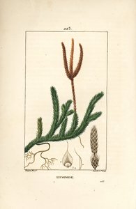 Lycopod officinal eller gräs med klubbor - Vanlig klubbmossa, Lycopodium clavatum. Handkolorerad kopparstick av Lambert Junior från en teckning av Pierre Jean-Francois Turpin från Chaumeton, Poiret och Chamberets "" La Flore Medicale,"" Paris, av Pierre Jean Francois Turpin