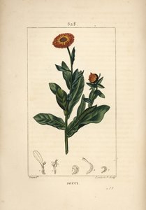 Ringblomma, Calendula officinalis, med blomma, blad och stjälk. Handkolorerad kopparstick av Lambert Junior från en teckning av Pierre Jean-Francois Turpin från Chaumeton, Poiret och Chamberets "" La Flore Medicale,"" Paris, Panckoucke av Pierre Jean Francois Turpin