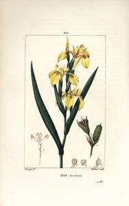 Marsh Iris eller Water Yellow Iris - Gul iris, Iris palustris lutea, blomma, blad och fröskida. Handkolorerad kopparstick av Lambert Junior från en teckning av Pierre Jean-Francois Turpin från Chaumeton, Poiret och Chamberets "" La Flore Me av Pierre Jean Francois Turpin