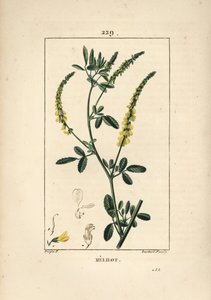 Melilot - Melilot trefoil, Melitotus officinarum. Handkolorerad kopparstick av Lambert Junior från en teckning av Pierre Jean-Francois Turpin från Chaumeton, Poiret och Chamberets "" La Flore Medicale,"" Paris, Panckoucke av Pierre Jean Francois Turpin