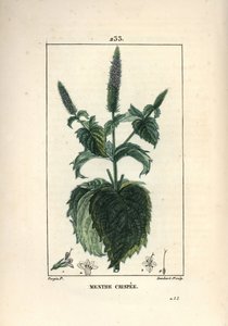 Mintcrispee, frizzy eller ihålig - Curled mint, Mentha crispa. Handkolorerad kopparstick av Lambert Junior från en teckning av Pierre Jean-Francois Turpin från Chaumeton, Poiret och Chamberets "" La Flore Medicale,"" Paris, Panckoucke av Pierre Jean Francois Turpin