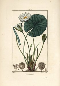 Nenuphar blanc - Vit näckros, Nymphaea alba, med blad, blomma, fröskida och frön. Handkolorerad kopparstick av Lambert Junior från en teckning av Pierre Jean-Francois Turpin från Chaumeton, Poiret och Chamberets "" La Flore Medicale," av Pierre Jean Francois Turpin