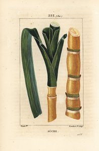 Ädelrör - Sockerrör, Saccharum officinarum, stjälk och blad. Handkolorerad kopparstick av Lambert Junior från en teckning av Pierre Jean-Francois Turpin från Chaumeton, Poiret och Chamberets "" La Flore Medicale,"" Paris, Panckoucke av Pierre Jean Francois Turpin