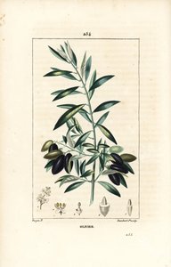 Olivier - Olivträd, Olea europaea, med blad, gren, frukt och frö. Handkolorerad kopparstick av Lambert Junior från en teckning av Pierre Jean-Francois Turpin från Chaumeton, Poiret och Chamberets "" La Flore Medicale,"" Paris, Panckou av Pierre Jean Francois Turpin