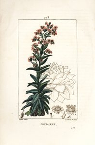 Orpin - Vanlig huslök, Sedum majus. Handkolorerad kopparstick av Lambert Junior från en teckning av Pierre Jean-Francois Turpin från Chaumeton, Poiret och Chamberets "" La Flore Medicale,"" Paris, Panckoucke av Pierre Jean Francois Turpin