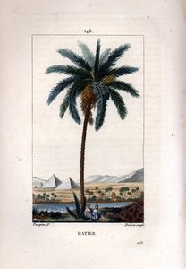 Palm a dadlar Dadelpalm, Phoenix dactylifera, visar frukt och löv mot landskap med pyramider och flod. Handkolorerad kopparstick av Dubois efter teckning av Pierre Jean-Francois Turpin från Chaumeton, Poiret et Chamberets "" La av Pierre Jean Francois Turpin