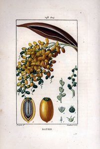 Palmgren a dadlar - Dadelpalm, Phoenix dactylifera, visar mogen frukt på en gren och individuell frukt i sektion. Handkolorerad kopparstick av Lambert efter teckning av Pierre Jean-Francois Turpin från Chaumeton, Poiret et Chamberets av Pierre Jean Francois Turpin