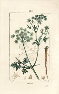 Persilja - Trädgårdspersilja, Petroselinum crispum, med blomma, blad, stjälk, rot och frö. Handkolorerad kopparstick av Lambert Junior från en teckning av Pierre Jean-Francois Turpin från Chaumeton, Poiret och Chamberets "" La Flore Medicale av Pierre Jean Francois Turpin