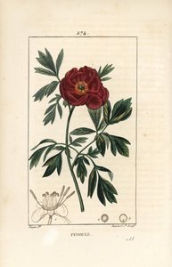 Peony officinale - Europeisk pion, Paeonia officinalis, med blomma, blad och kontur av blomdelar. Handkolorerad kopparstick av Lambert Junior från en teckning av Pierre Jean-Francois Turpin från Chaumeton, Poiret och Chamberets "" La F av Pierre Jean Francois Turpin