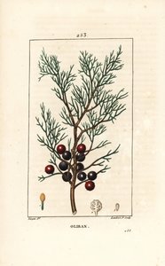 Phoenicie eller Lycia Juniper eller Red Juniper - Feniceansk enbär, arar eller rökelse, Juniperus phoenicea, med gren, blad och bär. Handkolorerad kopparstick av Lambert Junior efter en teckning av Pierre Jean-Francois Turpin från Chaumeton, Po av Pierre Jean Francois Turpin