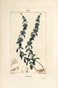 Pouliot Mint - Pennyroyal mynta, Mentha pulegium, med blomma, blad, stjälk, rot och frö. Handkolorerad kopparstick av Lambert Junior från en teckning av Pierre Jean-Francois Turpin från Chaumeton, Poiret och Chamberets "" La Flore Medicale av Pierre Jean Francois Turpin