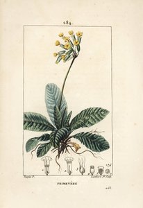 Primevere officinale ou brerelle, gök, ört a la förlamning, Herb de Saint Paul, primerolle - Cowslip, Primula veris, visar blomma, blad och rötter. Handkolorerad kopparstick av Lambert Junior efter teckning av Pierre Jean-Francois Turp av Pierre Jean Francois Turpin