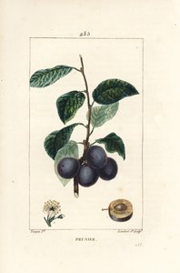 Plommon - Plommon eller plommonträd, Prunus domestica, med frukt, blad, blomma, gren och mogen frukt i sektion. Handkolorerad kopparstick av Lambert Junior från en teckning av Pierre Jean-Francois Turpin från Chaumeton, Poiret och Chamberets "" L av Pierre Jean Francois Turpin