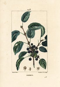 Rensande havtorn, katartisk havtorn eller officinal havtorn - Rensande havtorn, Rhamnus cathartica. Handkolorerad kopparstick av Lambert Junior från en teckning av Pierre Jean-Francois Turpin från Chaumeton, Poiret och Chamberets "" La av Pierre Jean Francois Turpin