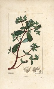 Portulak, Porslin, Porculaca oleracea, med blad, stjälk och blomma. Handkolorerad kopparstick av Lambert Junior från en teckning av Pierre Jean-Francois Turpin från Chaumeton, Poiret och Chamberets "" La Flore Medicale,"" Paris, Panckouck av Pierre Jean Francois Turpin