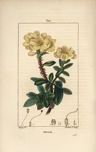 Rhododendron geant - Rosebay, Hymenanthes maxima (Rhododendron maximum), med blomma, taggig stjälk, blad och frö. Handkolorerad kopparstick av Lambert Junior efter en teckning av Pierre Jean-Francois Turpin från Chaumeton, Poiret och Chambere av Pierre Jean Francois Turpin