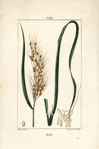Ris - Ris, Oryza sativa, med blad, frö och stjälk. Handkolorerad kopparstick av Lambert Junior från en teckning av Pierre Jean-Francois Turpin från Chaumeton, Poiret och Chamberets "" La Flore Medicale,"" Paris, Panckoucke av Pierre Jean Francois Turpin