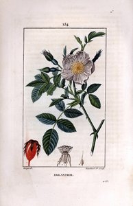 Nypongren med bär (nypon eller nypon) och ros - Vild briarros, Rosa canina, med blomma, knopp och nypon. Handkolorerad kopparstick av Lambert Junior efter teckning av Pierre Jean-Francois Turpin från Chaumeton, Poiret et C av Pierre Jean Francois Turpin