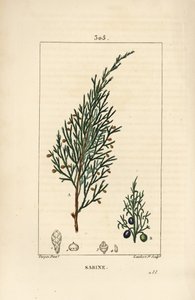 Sabinenbär, Juniperus sabina, med bär, blad, stjälk och frö. Handkolorerad kopparstick av Lambert Junior från en teckning av Pierre Jean-Francois Turpin från Chaumeton, Poiret och Chamberets "" La Flore Medicale,"" Paris, Panckoucke av Pierre Jean Francois Turpin
