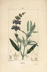 Salvia officinale - Vanlig salvia, Salvia officinalis, med blomma, blad, stjälk och frö. Handkolorerad kopparstick av Lambert Junior från en teckning av Pierre Jean-Francois Turpin från Chaumeton, Poiret och Chamberets "" La Flore Medicale,"" av Pierre Jean Francois Turpin
