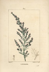 Sagebrush variete - maskfrö eller tatariskt sydträ, Artemisia santonicum. Handkolorerad kopparstick av Lambert Junior från en teckning av Pierre Jean-Francois Turpin från Chaumeton, Poiret och Chamberets "" La Flore Medicale,"" Paris, Pa av Pierre Jean Francois Turpin