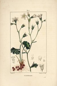 Saxifrage granulee eller Saxifrage a bulbles - Ängsbräcka, Saxifraga granulata, med blomma, blad, stjälk och rot. Handkolorerad kopparstick av Lambert Junior efter teckning av Pierre Jean-Francois Turpin från Chaumeton, Poiret och Cha av Pierre Jean Francois Turpin