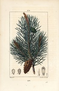 Tall - Vild tall eller tall, Pinus sylvestris, med gren, nål och kotte. Handkolorerad kopparstick av Lambert Junior från en teckning av Pierre Jean-Francois Turpin från Chaumeton, Poiret och Chamberets "" La Flore M av Pierre Jean Francois Turpin