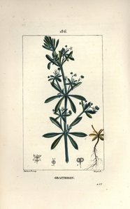 Scratteron eller rieble, rivjärn, tungskrapa, gaille - Gåsgräs, Galium aparine. Handkolorerad kopparstick av Lambert Junior från en teckning av Pierre Jean-Francois Turpin från Chaumeton, Poiret och Chamberets "" La Flore Medicale,"" av Pierre Jean Francois Turpin