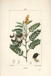 Sene - Alexandrisk senna, Senna alexandrina, med blomma, blad, stjälk och frö. Handkolorerad kopparstick av Lambert Junior från en teckning av Pierre Jean-Francois Turpin från Chaumeton, Poiret och Chamberets "" La Flore Medicale,"" Paris, av Pierre Jean Francois Turpin
