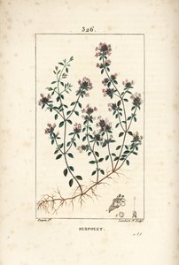 Serpolet eller timjan serpolet - Krypande timjan eller vild timjan, Thymus serpyllum, med blomma, blad, stjälk och rot. Handkolorerad kopparstick av Lambert Junior efter en teckning av Pierre Jean-Francois Turpin från Chaumeton, Poiret och Chamberet