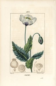 Sömnvallmo, opiumvallmo eller trädgårdsvallmo - Trädgårds- eller opiumvallmo, Papaver somniferum, med blomma, blad och fröskida. Handkolorerad kopparstick av Lambert Junior efter teckning av Pierre Jean-Francois Turpin från Chaumeton, Poiret och C