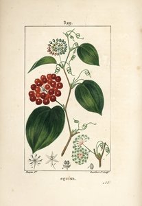 Smilax Variety - Kinesisk smilax, Smilax porslin, med blomma, rankor, blad och frukt. Handkolorerad kopparstick av Lambert Junior från en teckning av Pierre Jean-Francois Turpin från Chaumeton, Poiret och Chamberets "" La Flore Medicale,"" av Pierre Jean Francois Turpin