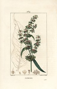 Spinard sorrel ou patience des moines - Patience docka, Rumex patientia, med blomma, stjälk, löv, frö och blad kontur. Handkolorerad kopparstick av Lambert Junior efter teckning av Pierre Jean-Francois Turpin från Chaumeton, Poiret och av Pierre Jean Francois Turpin
