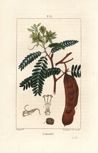 Tamarind - Tamarind, Tamarindus indica, skenande blomma, löv och fröskida. Handkolorerad kopparstick av Lambert Junior från en teckning av Pierre Jean-Francois Turpin från Chaumeton, Poiret och Chamberets "" La Flore Medicale,"" Paris, Panc av Pierre Jean Francois Turpin