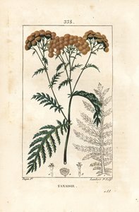 Tansy - Tansy, Tanacetum vulgare. Handkolorerad kopparstick av Lambert Junior från en teckning av Pierre Jean-Francois Turpin från Chaumeton, Poiret och Chamberets "" La Flore Medicale,"" Paris, Panckoucke av Pierre Jean Francois Turpin