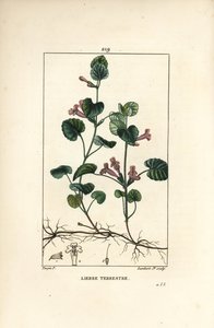Markmurgröna - Markmurgröna, Hedera terrestris. Handkolorerad kopparstick av Lambert Junior från en teckning av Pierre Jean-Francois Turpin från Chaumeton, Poiret och Chamberets "" La Flore Medicale,"" Paris, Panckoucke av Pierre Jean Francois Turpin