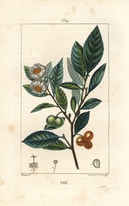 Theier - Te, Camellia sinensis, visar blad, frukt och blomma. Handkolorerad kopparstick av Lambert Junior från en teckning av Pierre Jean-Francois Turpin från Chaumeton, Poiret och Chamberets "" La Flore Medicale,"" Paris, Panckoucke av Pierre Jean Francois Turpin
