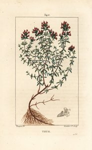 Timjan, Thymus vulgaris, visar, blomma, blad, stjälk och rot. Handkolorerad kopparstick av Lambert Junior från en teckning av Pierre Jean-Francois Turpin från Chaumeton, Poiret och Chamberets "" La Flore Medicale,"" Paris, Panckoucke av Pierre Jean Francois Turpin