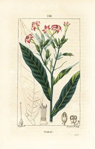 Tobak - Tobak, Nicotiana tabacum. Handkolorerad kopparstick av Lambert Junior från en teckning av Pierre Jean-Francois Turpin från Chaumeton, Poiret och Chamberets "" La Flore Medicale,"" Paris, Panckoucke av Pierre Jean Francois Turpin