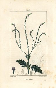 Verbena eller helig ört, Venus ven eller häxört - Vervain, Verbena officinalis. Handkolorerad kopparstick av Lambert Junior från en teckning av Pierre Jean-Francois Turpin från Chaumeton, Poiret och Chamberets "" La Flore Medicale,"" Par av Pierre Jean Francois Turpin