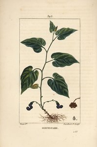 Virginia Snakeroot - Virginian ormrot, Aristolochia serpentaria, med blomma, blad, stjälk, frö och rot. Handkolorerad kopparstick av Lambert Junior från en teckning av Pierre Jean-Francois Turpin från Chaumeton, Poiret och Chamberets " av Pierre Jean Francois Turpin