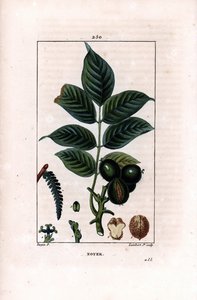Valnötsgren med nötter - Valnötsträd, Juglans regia, med gren, löv, mogen frukt, nöt i skal och i sektion. Handkolorerad kopparstick av Lambert Junior efter teckning av Pierre Jean-Francois Turpin från Chaumeton, Poiret et Chamber av Pierre Jean Francois Turpin