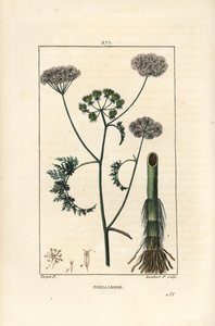 Vattendroppört eller vattenhöna, Oenanthe aquatica (Phellandrium aquatica), med blomma, blad, stjälk och rot. Handkolorerad kopparstick av Lambert Junior efter en teckning av Pierre Jean-Francois Turpin från Chaumeton, Poiret och Chamberet