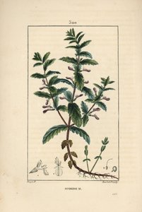 Vattengermandree - Vattengermandree, Teucrium scordium, som visar blomma, blad, stjälk och rötter. Handkolorerad kopparstick av Lambert Junior från en teckning av Pierre Jean-Francois Turpin från Chaumeton, Poiret och Chamberets "" La Flore Medi av Pierre Jean Francois Turpin