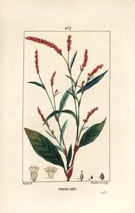 Vattenpeppar knotwee - Vattenpeppar, Persicaria hydropiper (Polygonum hydropiper), med blomma, stjälk och blad. Handkolorerad kopparstick av Lambert Junior efter teckning av Pierre Jean-Francois Turpin från Chaumeton, Poiret och Chamberet