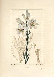 Vitlilja eller madonnalilja - Vitlilja, Lilium candidum. Handkolorerad kopparstick av Lambert Junior från en teckning av Pierre Jean-Francois Turpin från Chaumeton, Poiret och Chamberets "" La Flore Medicale,"" Paris, Panckoucke av Pierre Jean Francois Turpin