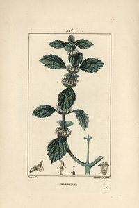 Vit eller vanlig marrube - Vanlig horehound, Marrubium vulgare. Handkolorerad kopparstick av Lambert Junior från en teckning av Pierre Jean-Francois Turpin från Chaumeton, Poiret och Chamberets "" La Flore Medicale,"" Paris, Panckoucke av Pierre Jean Francois Turpin