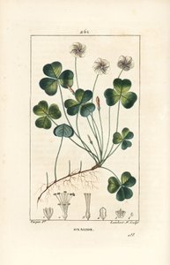 Vedsyra, Oxalide (oxalis) des bois - Vedsyra, Oxalis acetosella, med blomma, blad, stjälk, frö och rot. Handkolorerad kopparstick av Lambert Junior efter en teckning av Pierre Jean-Francois Turpin från Chaumeton, Poiret och Chambere av Pierre Jean Francois Turpin